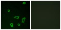GPR50 Polyclonal Antibody
