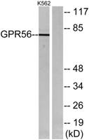 GPR56 Polyclonal Antibody