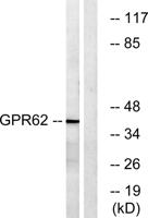 GPR62 Polyclonal Antibody