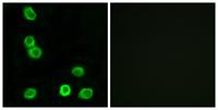 GPR63 Polyclonal Antibody