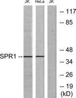 GPR68 Polyclonal Antibody