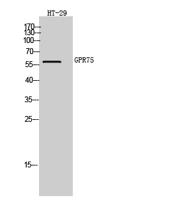 GPR75 Polyclonal Antibody