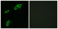 GPR75 Polyclonal Antibody