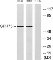 GPR75 Polyclonal Antibody