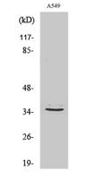 GPR82 Polyclonal Antibody