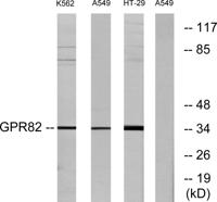 GPR82 Polyclonal Antibody