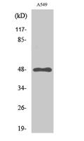 GPR83 Polyclonal Antibody