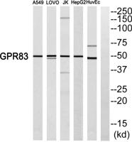 GPR83 Polyclonal Antibody