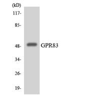 GPR83 Polyclonal Antibody