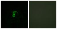 GPR87 Polyclonal Antibody
