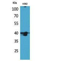 GPR87/95 Polyclonal Antibody