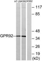 GPR92 Polyclonal Antibody