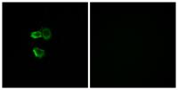 Olfactory receptor 56B4 Polyclonal Antibody
