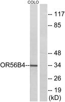Olfactory receptor 56B4 Polyclonal Antibody