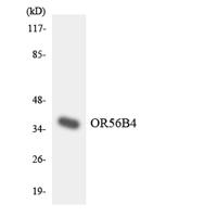 Olfactory receptor 56B4 Polyclonal Antibody