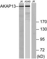 AKAP 13 Polyclonal Antibody