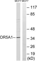 Olfactory receptor 5A1 Polyclonal Antibody