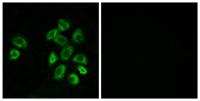 GPRC5B Polyclonal Antibody