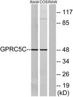GPRC5C Polyclonal Antibody