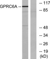 GPRC6A Polyclonal Antibody