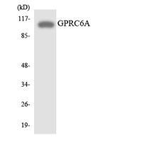 GPRC6A Polyclonal Antibody