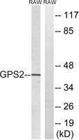 GPS2 Polyclonal Antibody