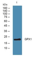 GPX1 Polyclonal Antibody