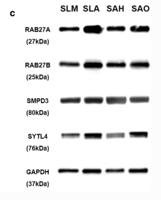Granuphilin Polyclonal Antibody