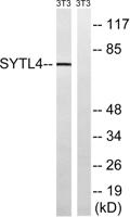 Granuphilin Polyclonal Antibody