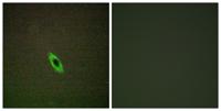 Granzyme A Polyclonal Antibody