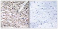 Granzyme A Polyclonal Antibody