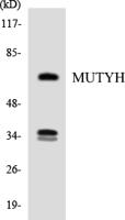 Granzyme A Polyclonal Antibody