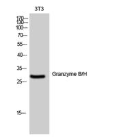 Granzyme B/H Polyclonal Antibody