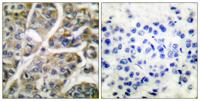 Granzyme B/H Polyclonal Antibody