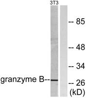 Granzyme B/H Polyclonal Antibody