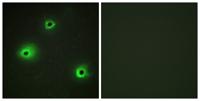 Granzyme H Polyclonal Antibody