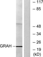 Granzyme H Polyclonal Antibody