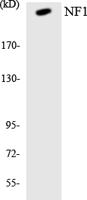 Granzyme H Polyclonal Antibody