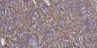 Granzyme H Polyclonal Antibody