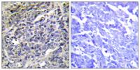 Granzyme K Polyclonal Antibody