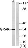 Granzyme K Polyclonal Antibody