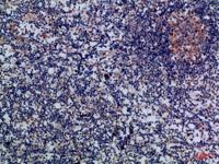 Granzyme M Polyclonal Antibody