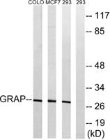 Grap Polyclonal Antibody