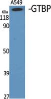 GTBP Polyclonal Antibody