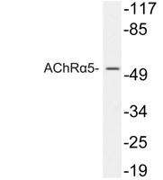 AChRα5 Polyclonal Antibody