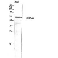 AChRα9 Polyclonal Antibody