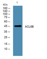 ACL6B Polyclonal Antibody