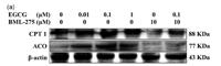 ACO2 Polyclonal Antibody