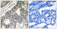 GUF1 Polyclonal Antibody