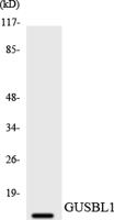 GUSBP1 Polyclonal Antibody